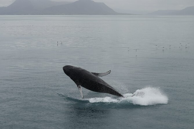 Guided Whale Watching Experience from Reykjavik - Leaving Reykjavik’s Old Harbour