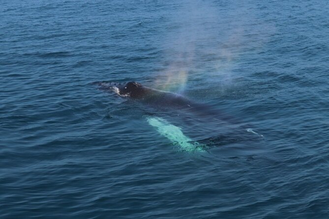 Guided Whale Watching Experience from Reykjavik - Who should book this outing?