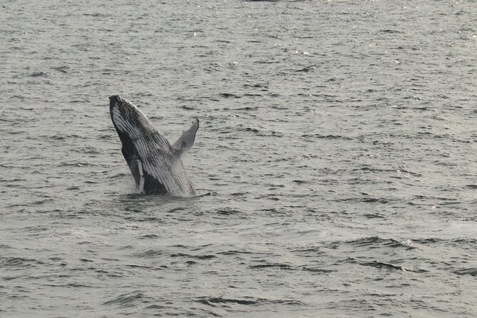 Guided Whale Watching Experience from Reykjavik - Booking, cancellation, and timing details