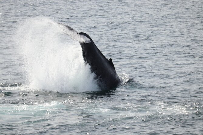 Guided Whale Watching Experience from Reykjavik - Harpa, Mount Esja, and the Snæfellsnes Peninsula
