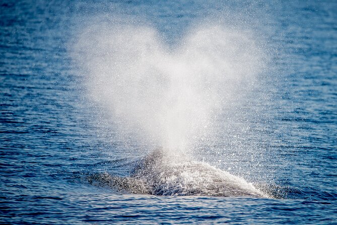 Guided Whale Watching Tour from Long Beach - Leaving Long Beach beside the Queen Mary