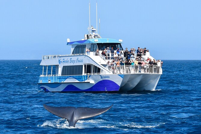 Guided Whale Watching Tour from Long Beach - Searching the Pacific for whales and dolphins