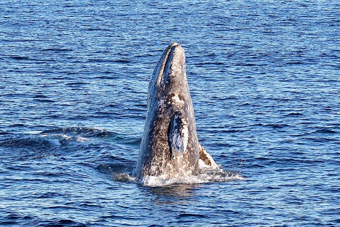 Guided Whale Watching Tour from Long Beach - Is $35 a good value?