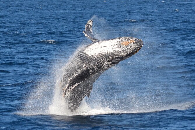 Guided Whale Watching Tour from Long Beach - Who will enjoy this cruise most?