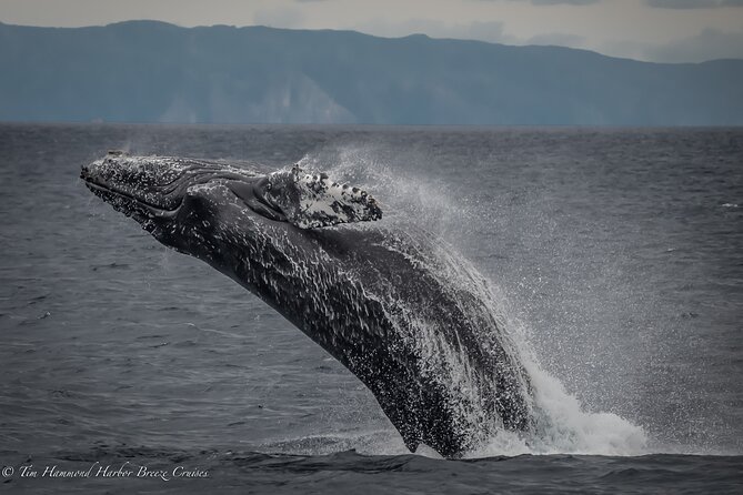 Guided Whale Watching Tour from Long Beach - Booking, cancellation, and practical details