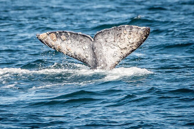 Guided Whale Watching Tour from Long Beach - What the catamaran feels like at sea