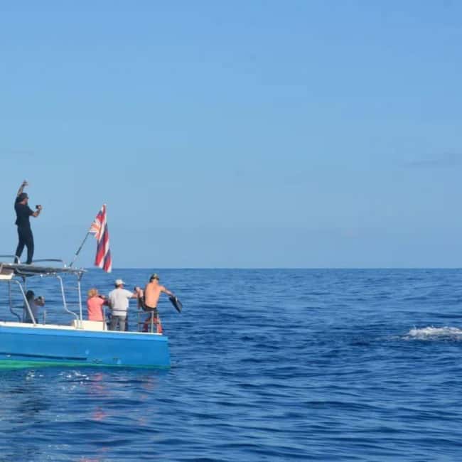 Haleiwa: North Shore Whale Watching Tour by Catamaran - Why whale watching works well from Haleiwa