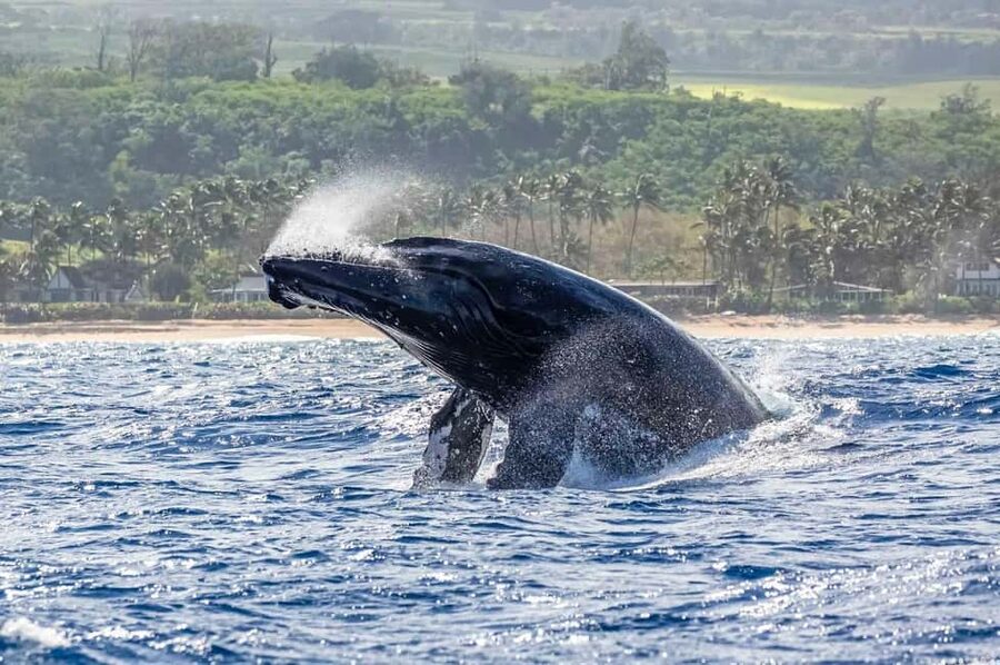 Haleiwa: North Shore Whale Watching Tour by Catamaran - Looking for winter humpback whales