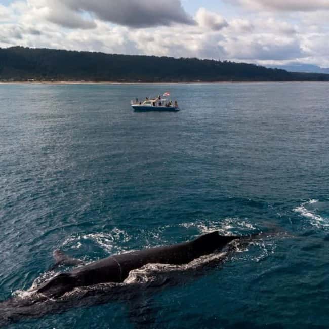 Haleiwa: North Shore Whale Watching Tour by Catamaran - What the guide adds to the ride
