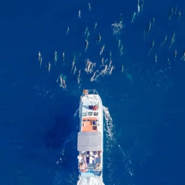 Haleiwa: North Shore Whale Watching Tour by Catamaran - Boarding the Kamohoali’i or Kama Hele Kai