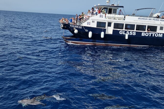 Half-Day Cruise Tour-Dolphin and Whale Watching - Key points at a glance