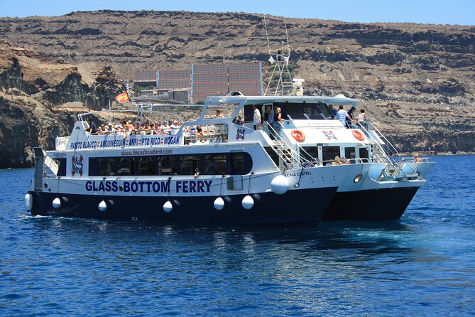 Half-Day Cruise Tour-Dolphin and Whale Watching - The 30 to 45-minute swim stop