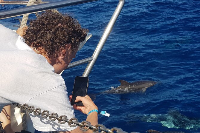 Half-Day Cruise Tour-Dolphin and Whale Watching - What the 150-minute wildlife search feels like