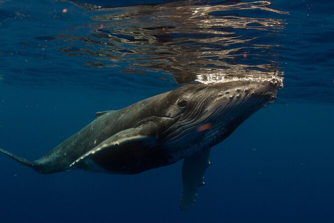 Half-Day Humpback Whales Encounter in Moorea - Why this Moorea whale trip feels different