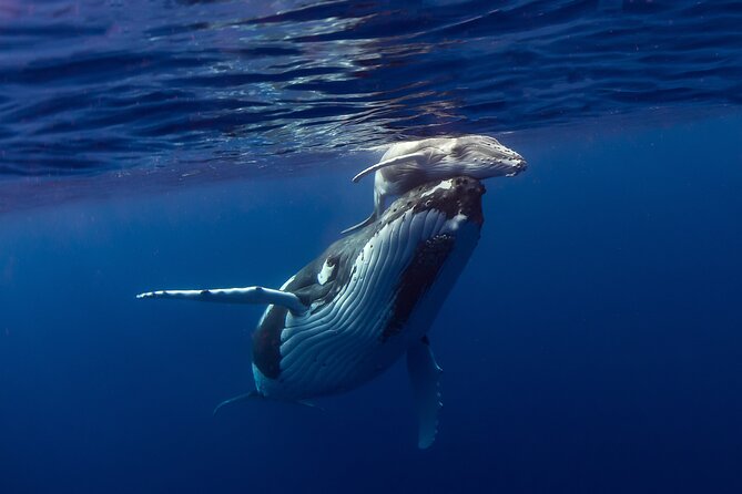 Half-Day Humpback Whales Encounter in Moorea - The safety briefing sets the tone