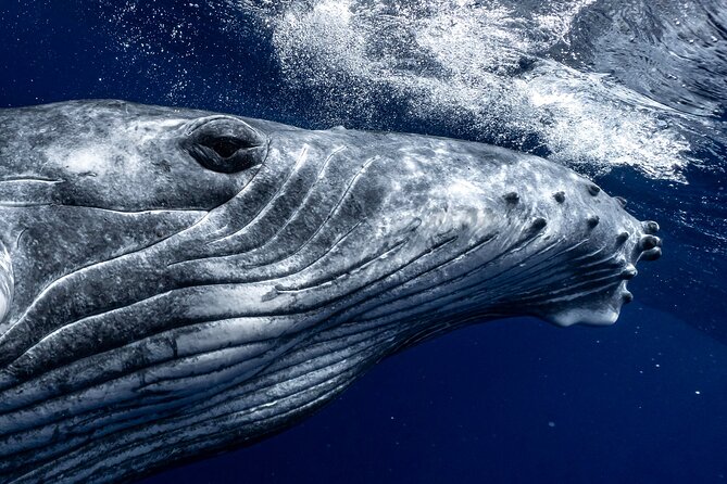 Half Day Private Whale Watching in Moorea - Key points at a glance