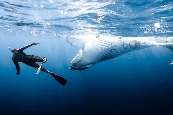 Half Day Private Whale Watching in Moorea - Inutai, refreshments, and time between sightings