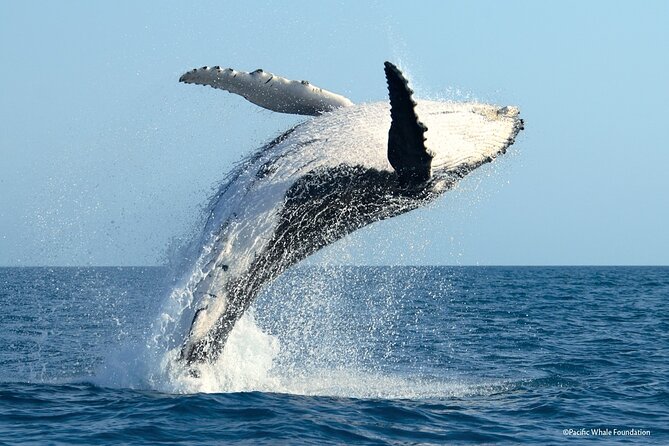 Half Day Private Whale Watching in Moorea - The weather and cancellation risk