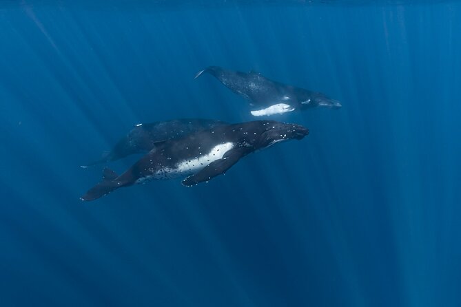 Half Day Private Whale Watching in Moorea - Meeting at Moorea Marina in Opunohu