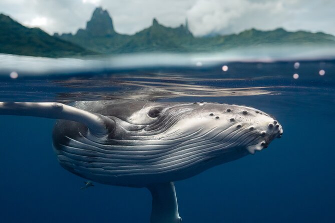 Half Day Small Group Whale Watching - Leaving Coco Beach for Moorea’s humpback waters