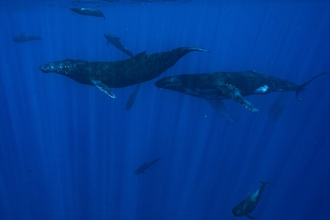 Half Day Small Group Whale Watching - Practical details before you reserve
