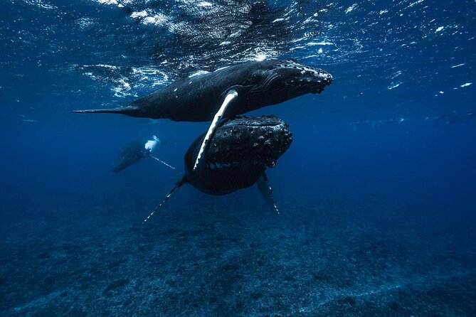 Half Day Small Group Whale Watching - Meeting humpback whales between August and November