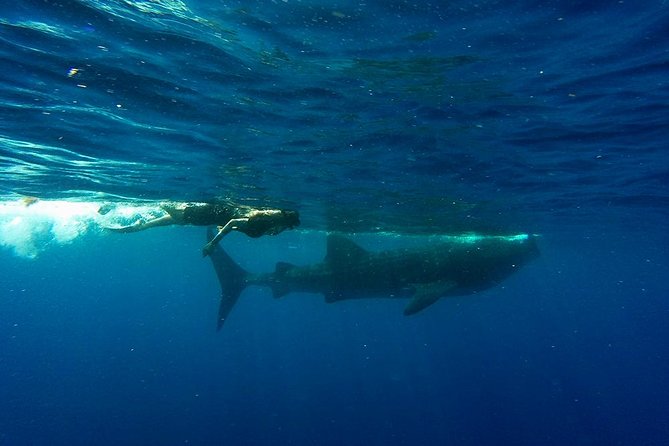 Half Day Whale Shark Tour From Playa del Carmen - Four hours searching the open sea