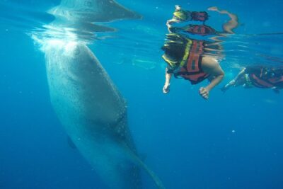 Half Day Whale Shark Tour From Playa del Carmen