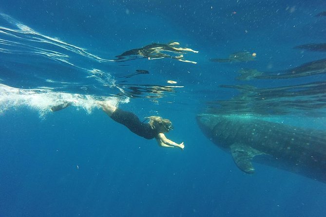 Half Day Whale Shark Tour From Playa del Carmen - Lunch and Playa Norte on Isla Mujeres