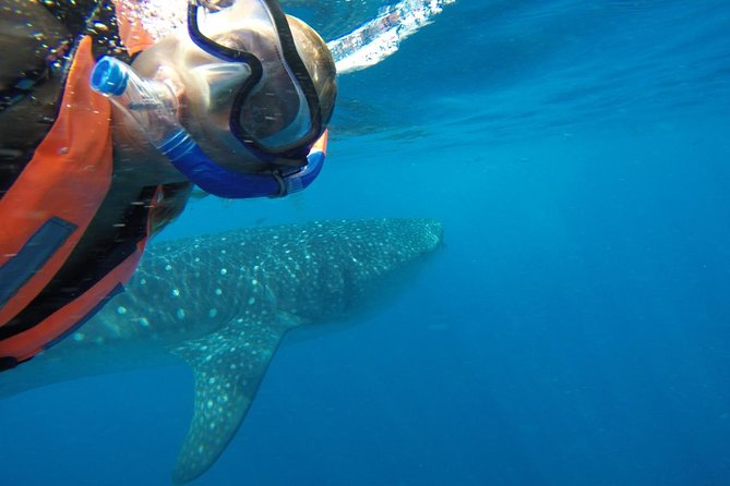 Half Day Whale Shark Tour From Playa del Carmen - What the $185 price really covers