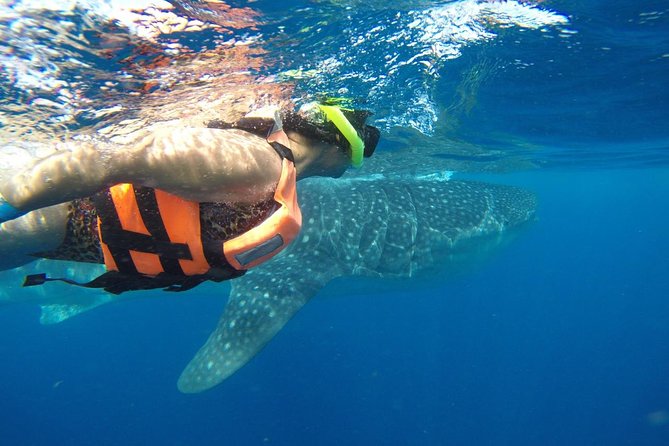 Half Day Whale Shark Tour From Playa del Carmen - Who will get the most from this outing