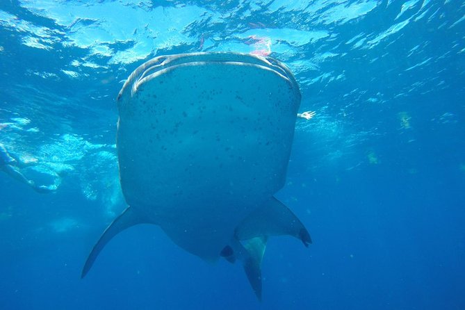Half Day Whale Shark Tour From Playa del Carmen - Practical details that can save your morning