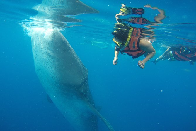 Half Day Whale Shark Tour From Playa del Carmen - Punta Sam and the ride toward the whale shark area