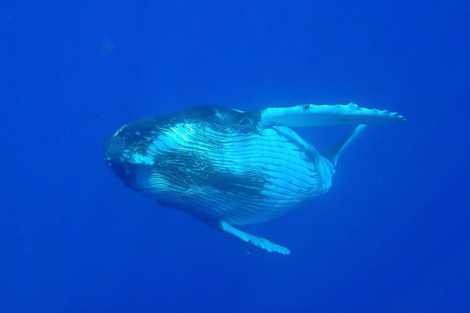 Half day whale tour 4h00 - Moorea’s humpbacks are the real reason to go