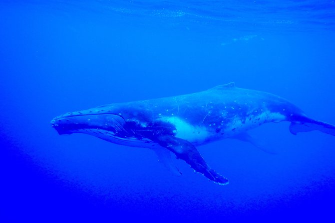 Half day whale tour 4h00 - Kevin, Mahai, and the human side of the trip