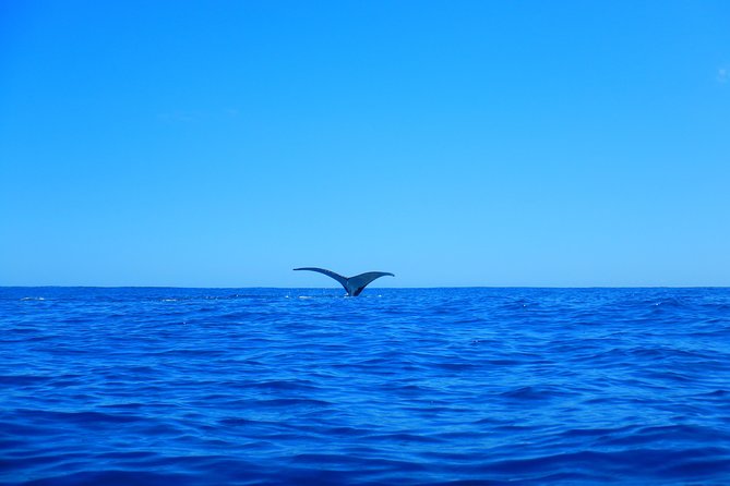 Half day whale tour 4h00 - The lagoon adds a second kind of wildlife