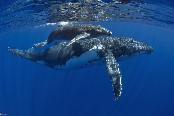 Half day whale tour 4h00 - The whale swim is exciting, but it is not easy