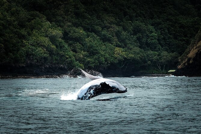 Half Day Whale Watching in a Small Shared Group - Starting at Ārue Stadium and boarding POTI MARARA