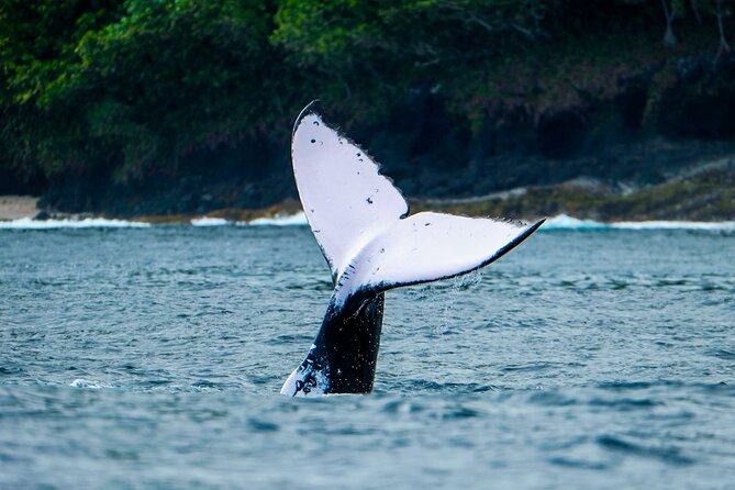 Half Day Whale Watching in a Small Shared Group - Food, drinks, and the practical comforts