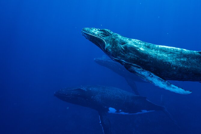 Half Day Whale Watching in a Small Shared Group - Is $236.85 a fair price?