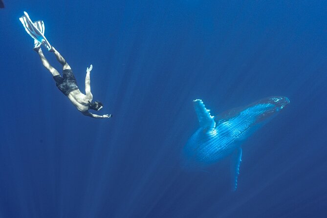 Half Day Whale Watching in a Small Shared Group - Weather, cancellations, and the best fit