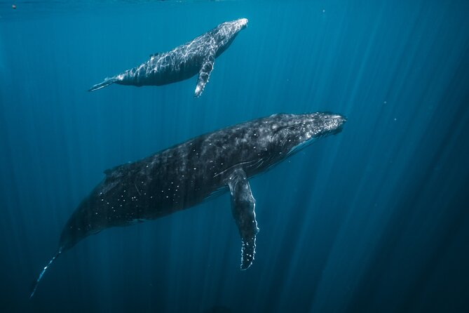 Half Day Whale Watching in a Small Shared Group - The search for whales during the four-hour outing