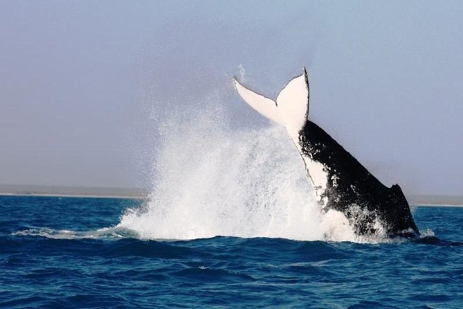 Half-Day Whale Watching Sunset Cruise from Broome - Why Broome is a strong place for whale watching