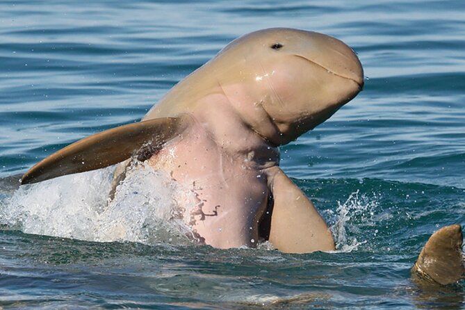 Half-Day Whale Watching Sunset Cruise from Broome - The boom net swim