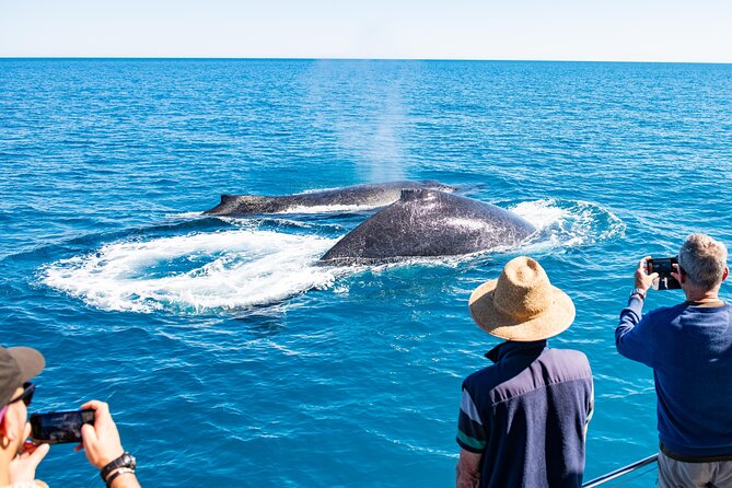 Half-Day Whale Watching Sunset Cruise from Broome - Who will enjoy this cruise most?