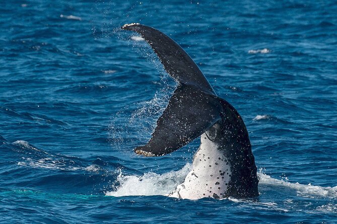 Half-Day Whale Watching Tour from Burnett Heads with Lunch - The first sightings can come quickly