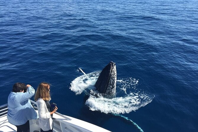Half-Day Whale Watching Tour from Burnett Heads with Lunch - What the whale encounters are like