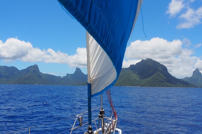 Half day whale watching - Without launch - Hoisting sails and taking the helm