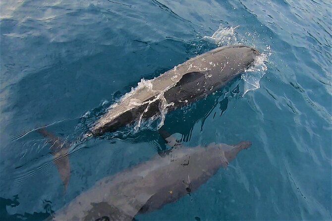 Half day whale watching - Without launch - Meeting point, timing, and practical details