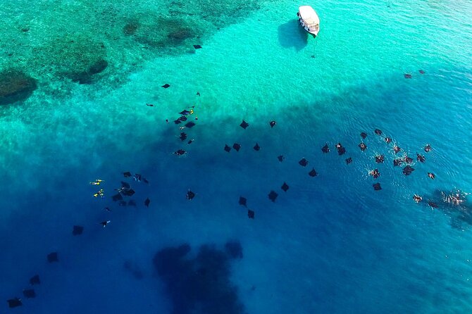 Hanifaru Bay Snorkeling with Whale sharks & Mana Rays - Why Hanifaru Bay is such a special snorkeling site